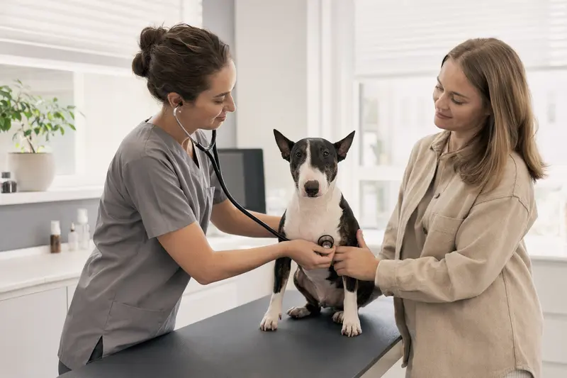 Ein ruhiger Miniaturbullterrier wird von einer freundlichen Tierärztin mit einem Stethoskop in einer modernen Tierarztpraxis untersucht.