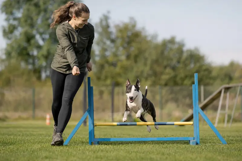 Ein aktiver Miniaturbullterrier springt mit seinem Besitzer über eine kleine Trainingshürde auf dem Hundeplatz.