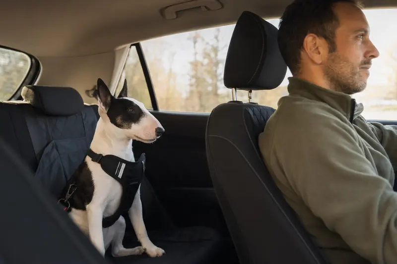 Ein Miniaturbullterrier sitzt angeschnallt auf der Rückbank eines Autos, während der Besitzer fährt.