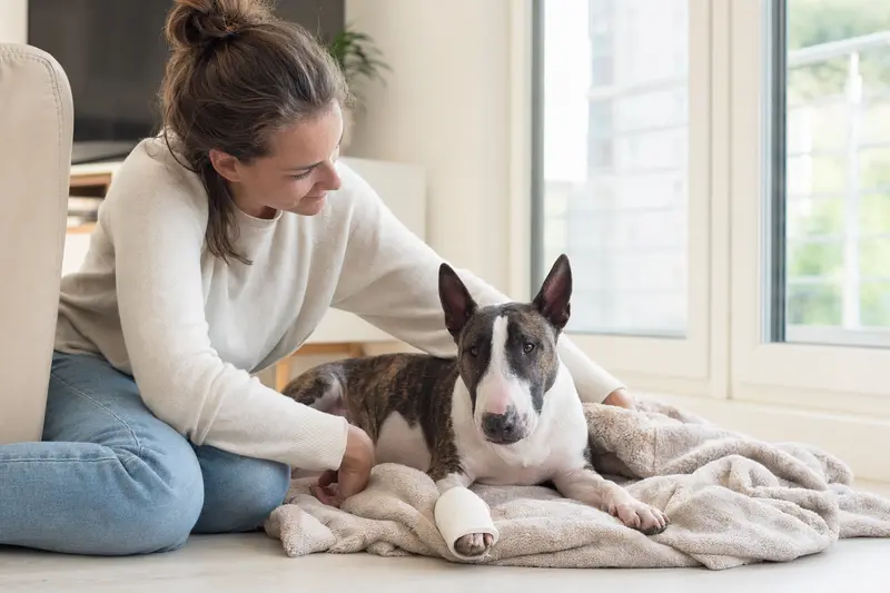Ein entspannter Miniaturbullterrier mit Verband an der Pfote liegt neben seinem erleichterten Besitzer auf einer Decke in einer hellen Wohnung.