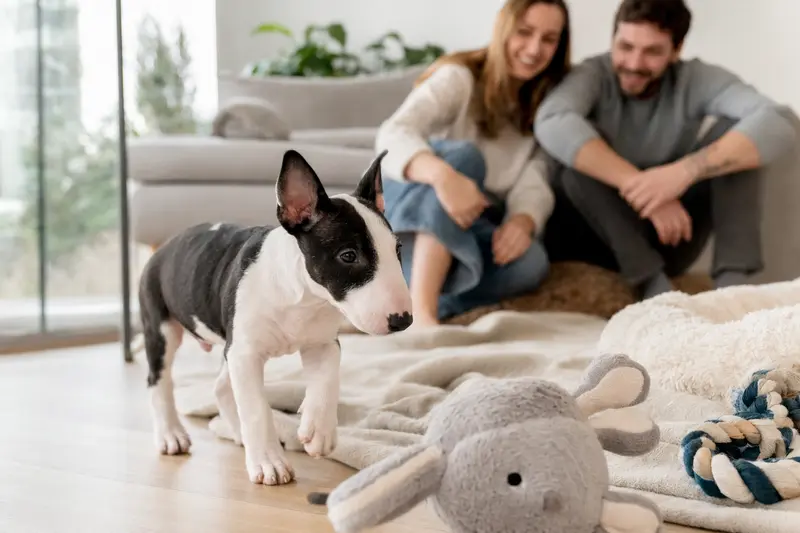 Ein neugieriger Miniaturbullterrier Welpe erkundet sein neues Zuhause mit einer Spielzeug und einer weichen Decke, während seine Familie im Hintergrund lächelt.
