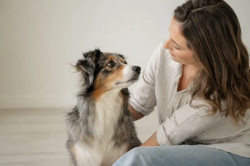 Miniature American Shepherd Hund in aufmerksamer Haltung vor hellem Hintergrund, realistisch und hochwertig fotografiert.