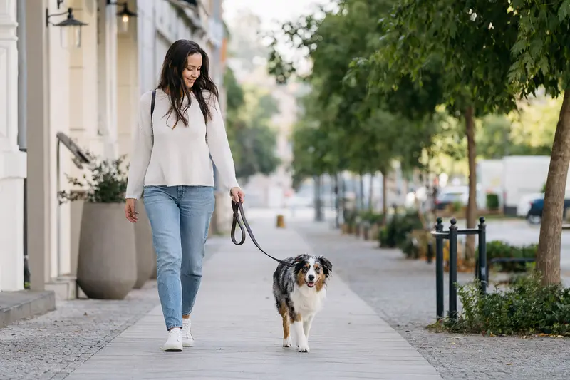 Ein Miniature American Shepherd läuft an der Leine mit seinem Besitzer durch eine helle, moderne Stadtstraße.