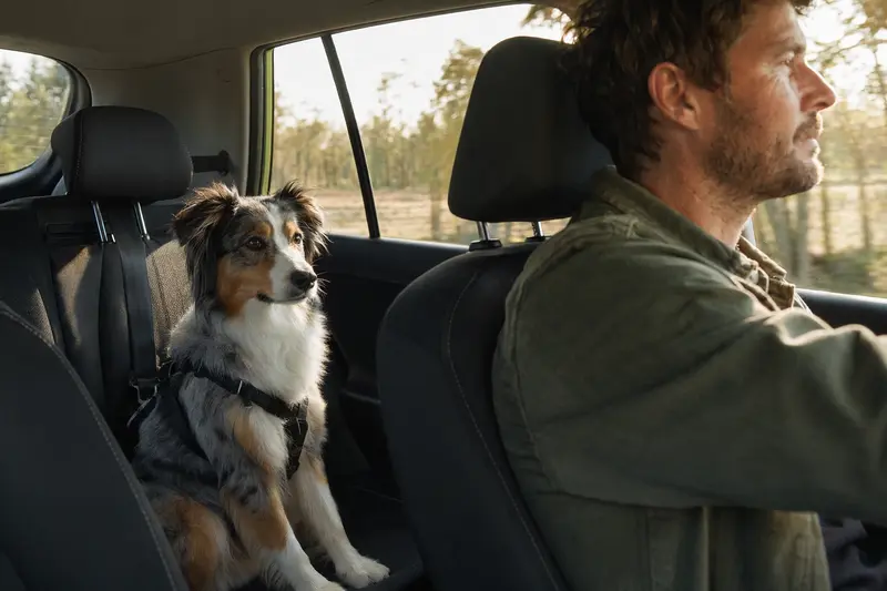 Ein Miniature Australian Shepherd sitzt sicher angeschnallt auf der Rückbank eines Autos, während der Besitzer ruhig fährt und Sonnenlicht durch das Fenster fällt.