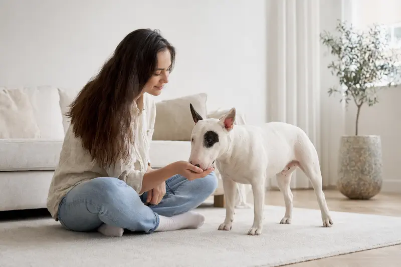 Ein aufmerksamer Miniature Bull Terrier steht vor hellem Hintergrund in natürlicher Haltung als professionelles Tierportrait.