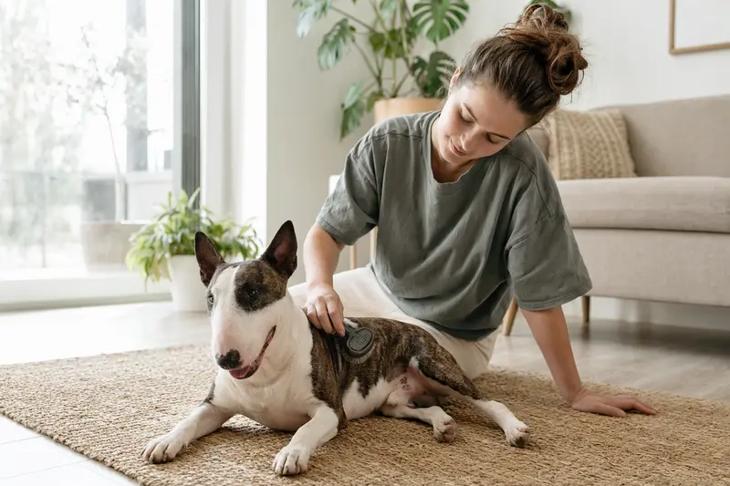 Ein Miniature Bull Terrier wird zuhause von seinem Besitzer sanft gebürstet, was die liebevolle Fellpflege und verantwortungsvolle Hundegesundheit zeigt.