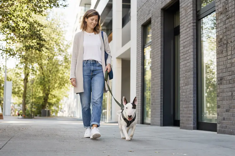 Ein Miniature Bull Terrier läuft an der Leine mit seinem Besitzer durch eine freundliche moderne Stadtstraße.