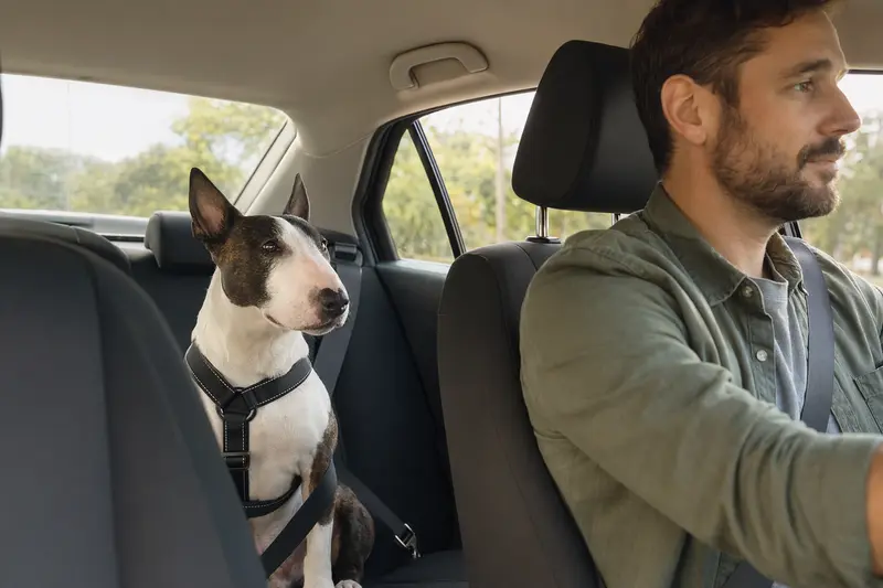 Ein Miniature Bull Terrier sitzt sicher angeschnallt auf der Rückbank eines Autos, während der Besitzer ruhig fährt und Sonnenlicht durch das Fenster fällt.