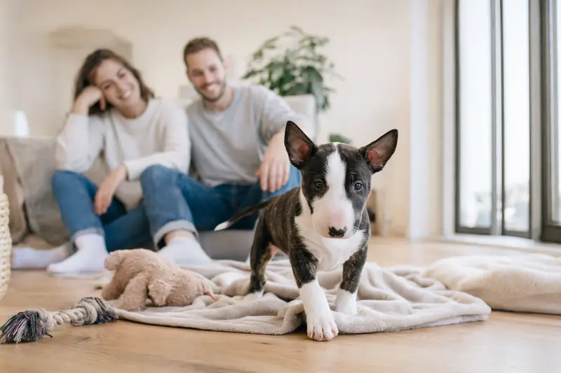 Ein neugieriger Miniature Bull Terrier Welpe entdeckt in einer hellen Wohnung seine neue Umgebung.
