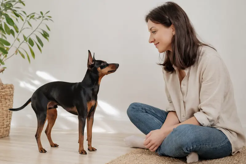 Ein schöner Minidoberman Hund steht aufmerksam vor einem hellen Hintergrund.