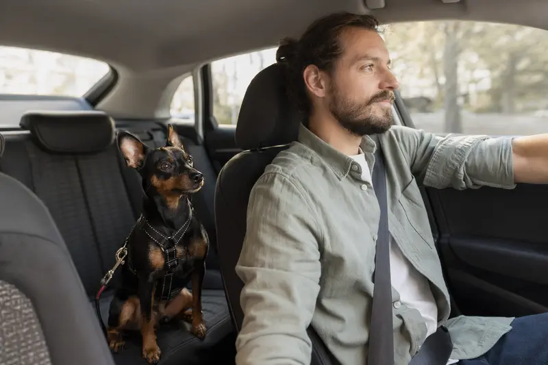 Ein Minidoberman sitzt sicher angeschnallt auf der Rückbank eines Autos und genießt das Sonnenlicht.
