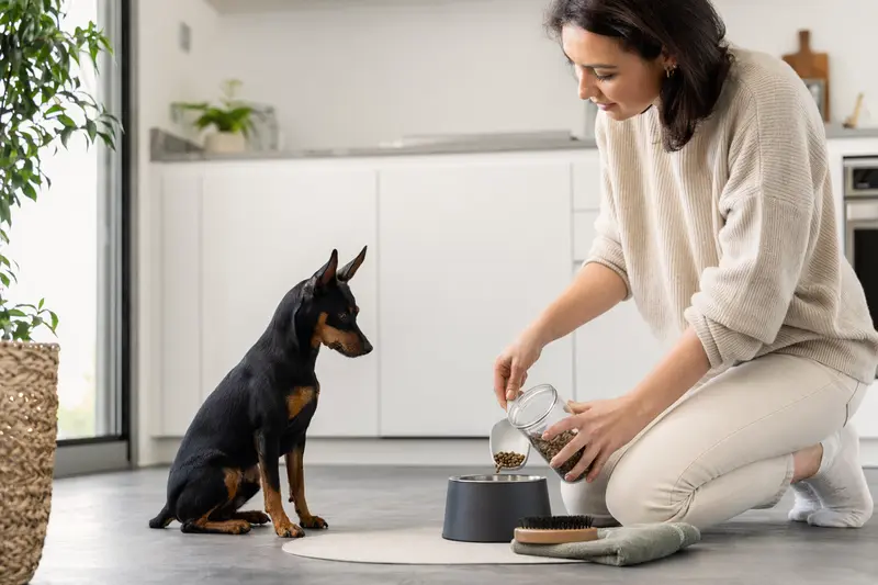 Ein Minidoberman sitzt neben einem hochwertigen Futternapf und Pflegezubehör in einer modernen Küche, während sein Besitzer Futter zubereitet.