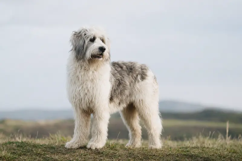 Ein Mioritic Hund steht aufmerksam vor hellem Hintergrund und zeigt seine typische Fellstruktur in einem realistischen Hunde-Portrait.