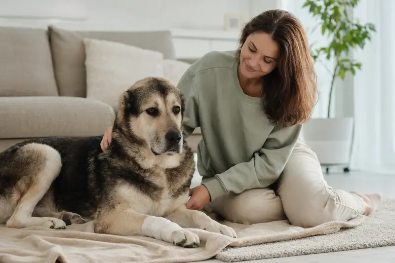 Ein Mittelasiatischer Owtscharka liegt mit leicht verbundenen Pfote ruhig auf einer Decke, während sein Besitzer neben ihm erleichtert sitzt.