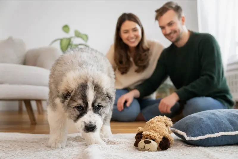 Junger Mittelasiatischer Owtscharka Welpe entdeckt neugierig sein neues Zuhause mit weicher Decke und Spielzeug in einer hellen Wohnung.