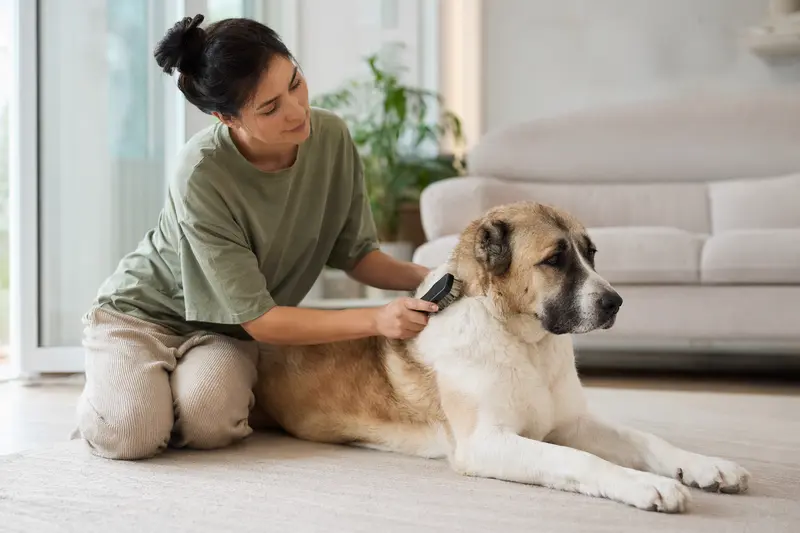 Ein Mittelasiatischer Schäferhund wird zuhause von seinem Besitzer sanft gebürstet, was die liebevolle Fellpflege und verantwortungsvolle Hundehaltung zeigt.
