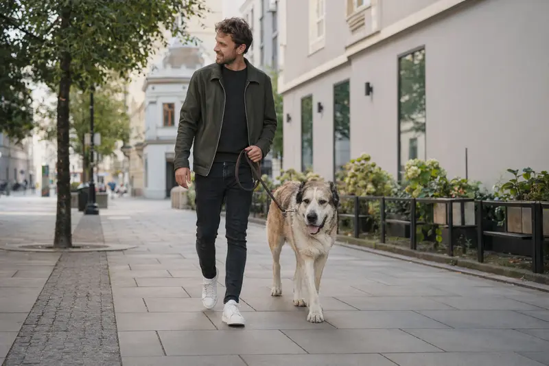Ein Mittelasiatischer Schäferhund läuft an der Leine ruhig mit seinem Besitzer durch eine saubere moderne Stadtstraße.