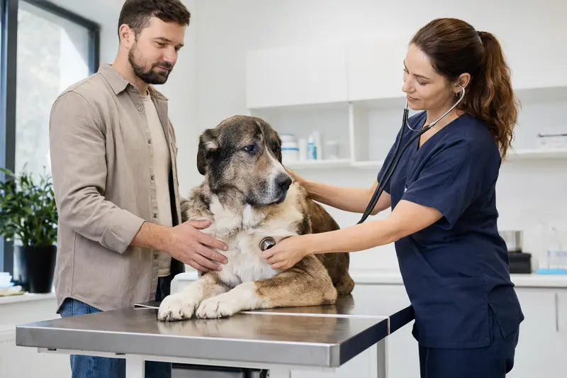 Ein ruhiger Mittelasiatischer Schäferhund wird von einer freundlichen Tierärztin mit einem Stethoskop in einer modernen Tierarztpraxis untersucht.