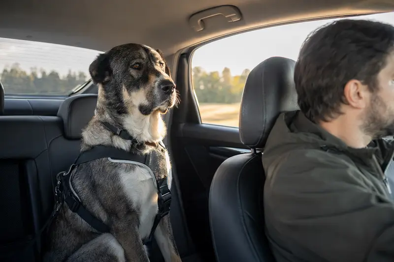 Ein Mittelasiatischer Schäferhund sitzt sicher angeschnallt auf der Rückbank eines Autos, während der Besitzer ruhig fährt.