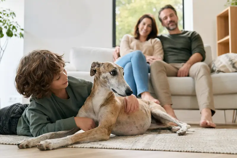 Ein Mittelasiatischer Tazi Hund liegt entspannt neben einem Kind im Wohnzimmer, während die Eltern im Hintergrund in einer hellen Familienatmosphäre stehen.