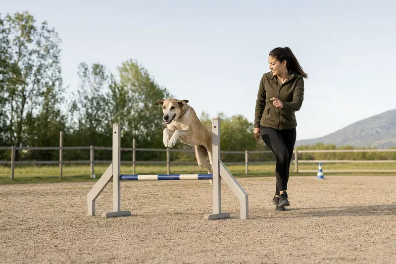 Ein Mittelasiatischer Tazi springt konzentriert über eine kleine Trainingshürde auf dem Hundeplatz, während sein Besitzer ihn begleitet.