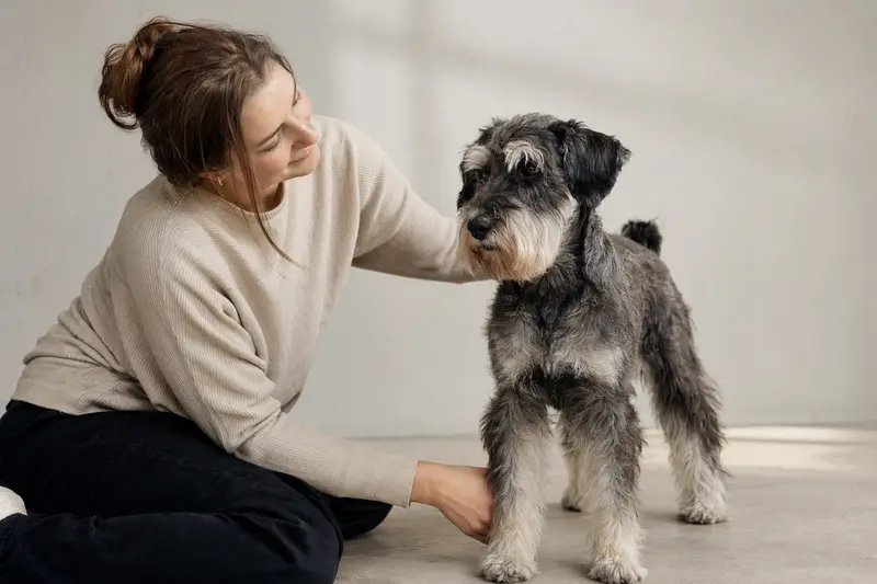 Aufmerksamer Mittelschnauzer in natürlicher Haltung vor hellem Hintergrund, als realistisches Hundeportrait für einen Ratgeber zu Hundegesundheit und Versicherung.