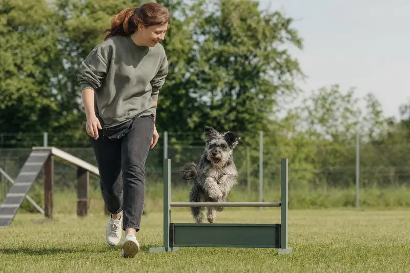 Ein aktiver Mittelschnauzer springt beim Hundetraining mit seinem Besitzer sicher über eine kleine Hürde auf dem Hundeplatz.