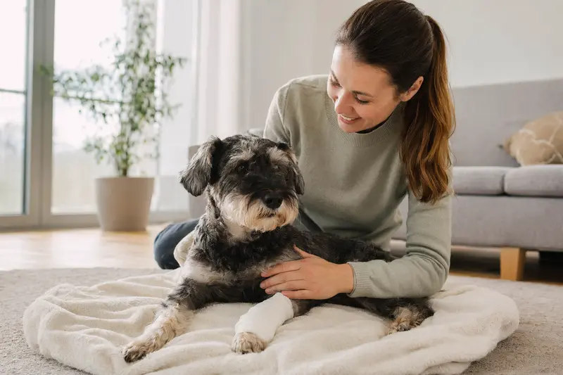 Mittelschnauzer mit leicht verbundenen Pfoten liegt ruhig auf einer Decke, während sein Besitzer neben ihm erleichtert im hellen Wohnzimmer sitzt.