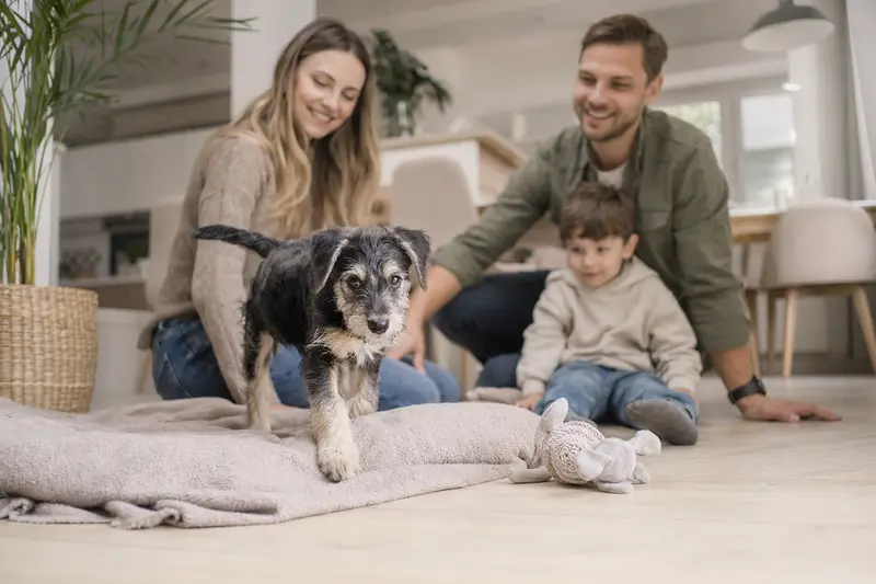 Ein neugieriger Mittelschnauzer Welpe erkundet seine weiche Decke und spielt mit einem Spielzeug, während eine liebevolle Familie im Hintergrund zu sehen ist.
