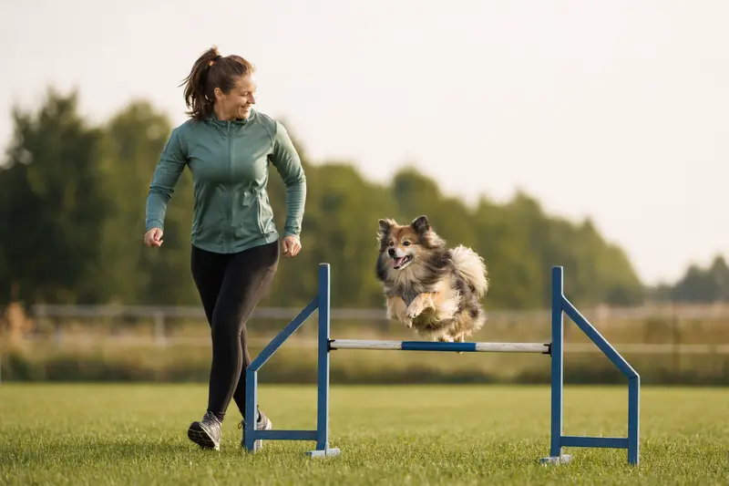 Ein aktiver Mittelspitz trainiert mit seinem Besitzer auf dem Hundeplatz über eine kleine Hürde.