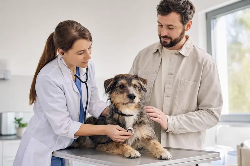 Ein ruhiger Mocano Hund wird von einer freundlichen Tierärztin mit einem Stethoskop in einer modernen Tierarztpraxis untersucht, während sein Besitzer beruhigend daneben steht.