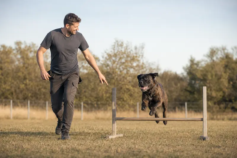 Ein aktiver Molosser-Hund springt mit seinem Besitzer über eine kleine Trainingshürde auf dem Hundeplatz.