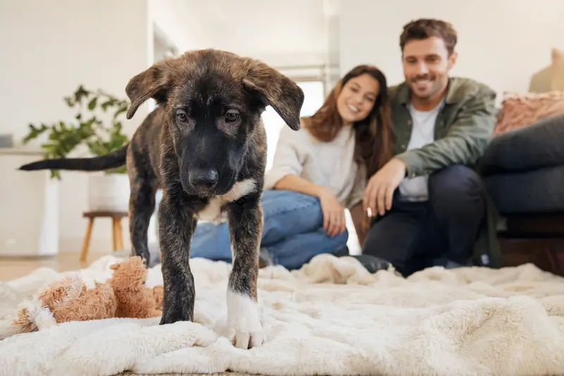 Ein neugieriger Molosser Welpe erkundet glücklich sein neues Zuhause mit weicher Decke und Spielzeug, während eine liebevolle Familie im Hintergrund zu sehen ist.