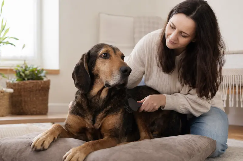 Eine Montenegrinische Gebirgsbracke wird zuhause sanft gebürstet, während sich der Besitzer liebevoll um die Fellpflege und Gesundheit des Hundes kümmert.