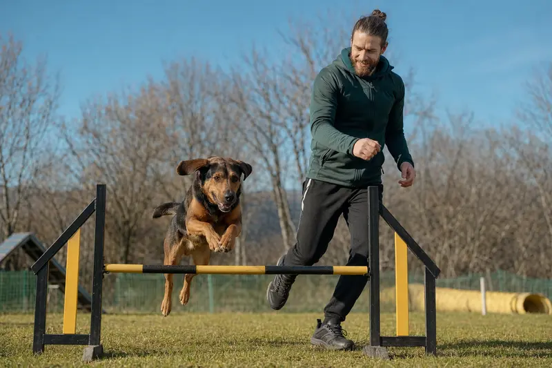 Montenegrinische Gebirgsbracke trainiert mit ihrem Besitzer auf einem Hundeplatz über eine kleine Trainingshürde.