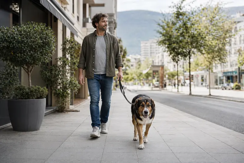 Ein Montenegrinischer Gebirgslaufhund läuft angeleint mit seinem Besitzer durch eine saubere moderne Stadtstraße.