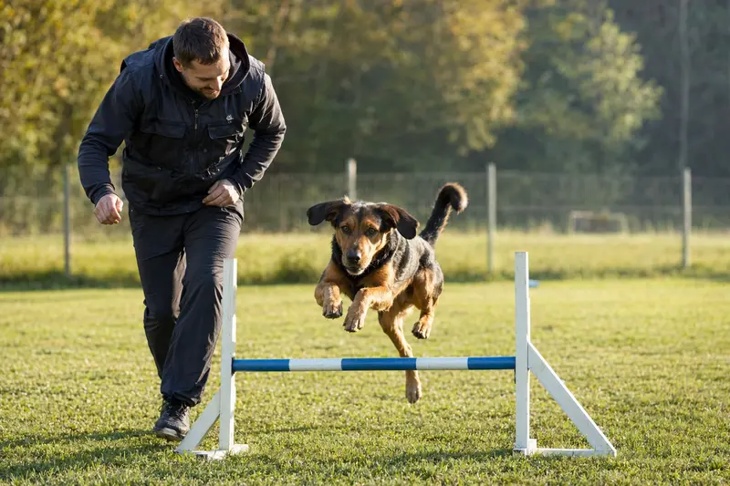 Ein Montenegrinischer Gebirgslaufhund trainiert mit seinem Besitzer auf einem Hundeplatz über eine kleine Hürde.