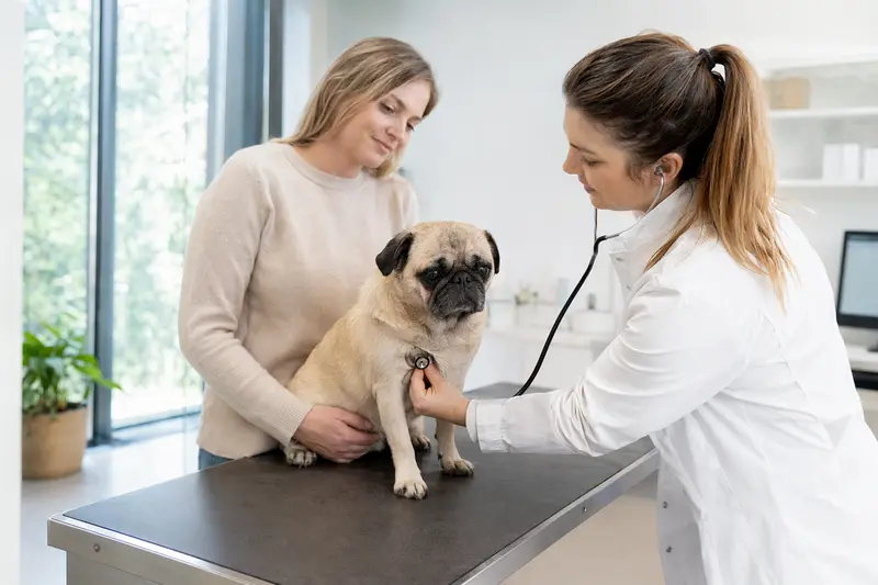Ein ruhiger Mops auf einem Untersuchungstisch wird behutsam von einer Tierärztin mit Stethoskop untersucht, während der Besitzer beruhigend daneben steht.