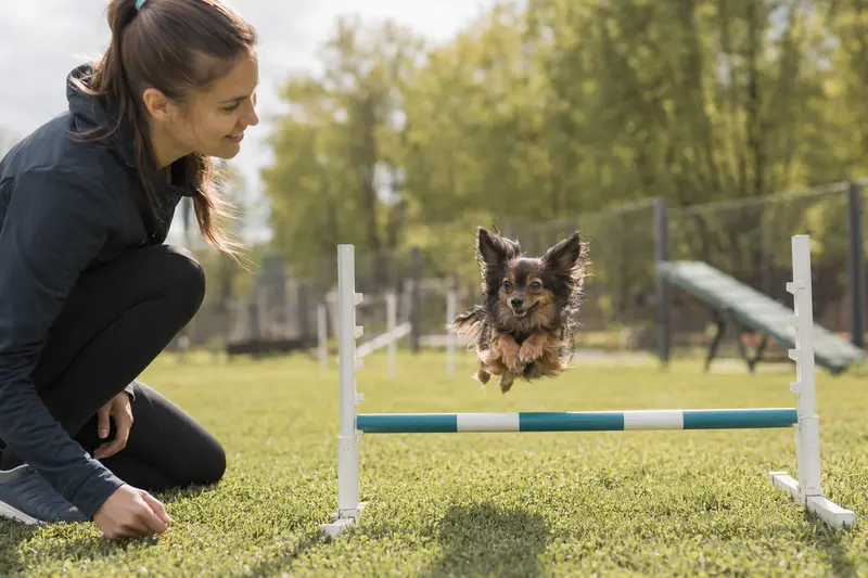 Ein Moskauer Langhaariger Toy Terrier springt mit seinem Besitzer über eine kleine Trainingshürde auf dem Hundeplatz bei sonnigem Wetter.