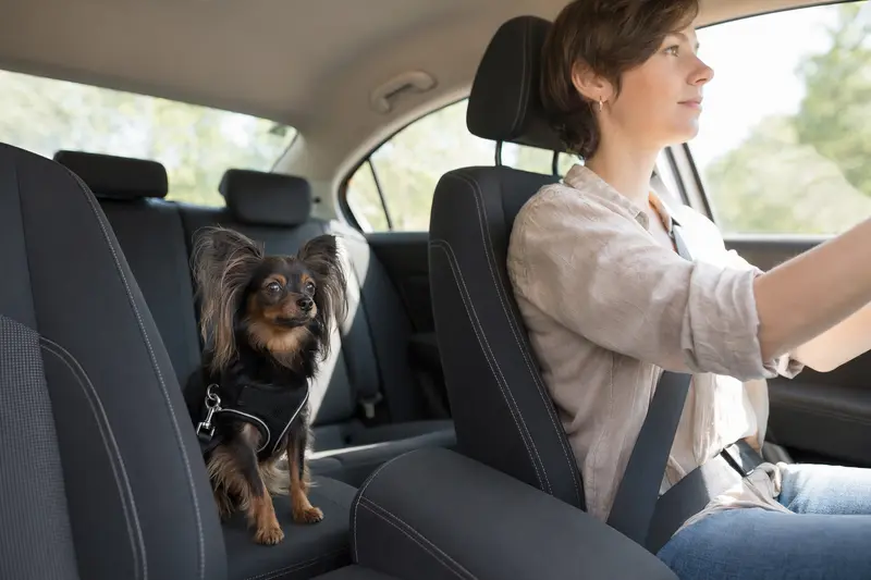 Ein Moskauer Langhaariger Toy Terrier sitzt sicher angeschnallt auf der Rückbank eines Autos, während sein Besitzer fährt.