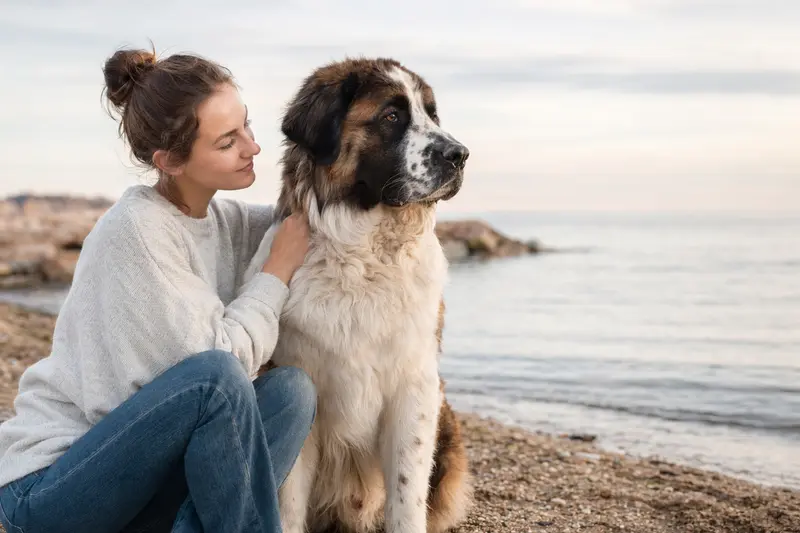 Ein Moskauer Wachhund steht aufmerksam vor hellem Hintergrund und zeigt sein typisches kräftiges Fell und die markante Körperform der Rasse.