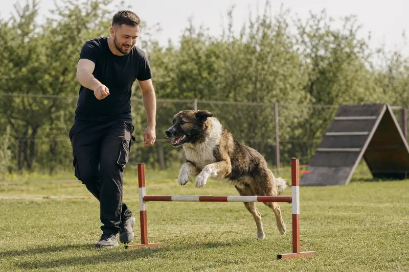 Ein Moskauer Wachhund springt mit seinem Besitzer über eine kleine Trainingshürde auf dem Hundeplatz bei sonnigem Wetter.