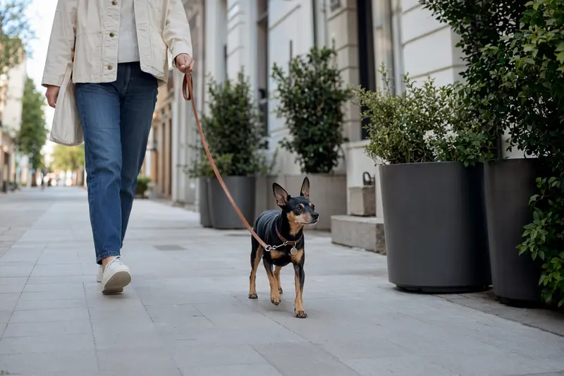 Ein Moskauer Zwergterrier läuft an der Leine mit seinem Besitzer durch eine saubere, moderne Stadtstraße.