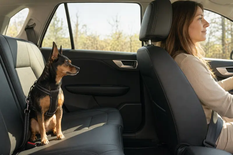 Ein Moskauer Zwergterrier sitzt sicher angeschnallt auf der Rückbank eines Autos, während der Besitzer ruhig fährt.
