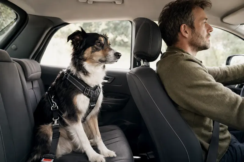 Ein Mountain Collie sitzt sicher angeschnallt auf der Rückbank eines Autos, während der Besitzer ruhig fährt.