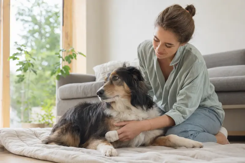 Ein Mountain Collie mit leicht verbundenen Pfote liegt ruhig auf einer Decke, während sein Besitzer erleichtert neben ihm sitzt.