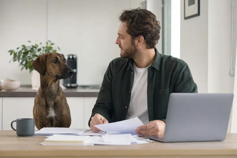 Ein Mudhol Hound sitzt ruhig neben seinem Besitzer am Küchentisch mit Versicherungsunterlagen und Laptop zur Hundeversicherung.