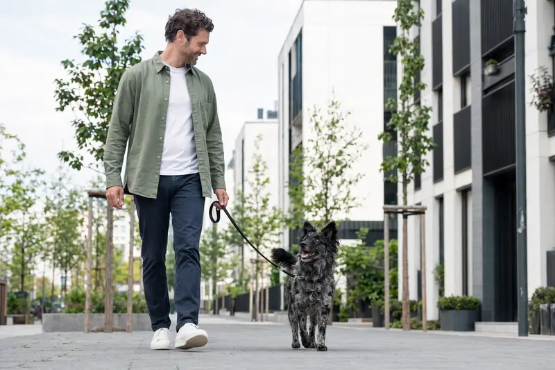 Ein Mudi Hund läuft an der Leine mit seinem Besitzer durch eine moderne Stadtstraße.