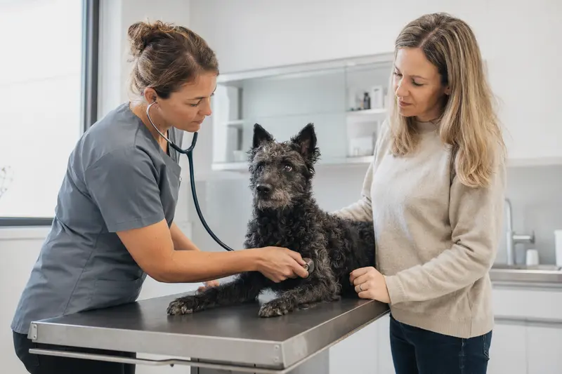 Ein ruhiger Mudi Hund wird behutsam von einer freundlichen Tierärztin mit einem Stethoskop untersucht, während der Besitzer beruhigend danebensteht.