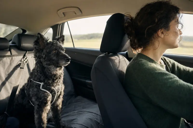Ein Mudi Hund sitzt sicher angeschnallt auf der Rückbank eines Autos, während sein Besitzer ruhig fährt und Sonnenlicht durch das Fenster fällt.
